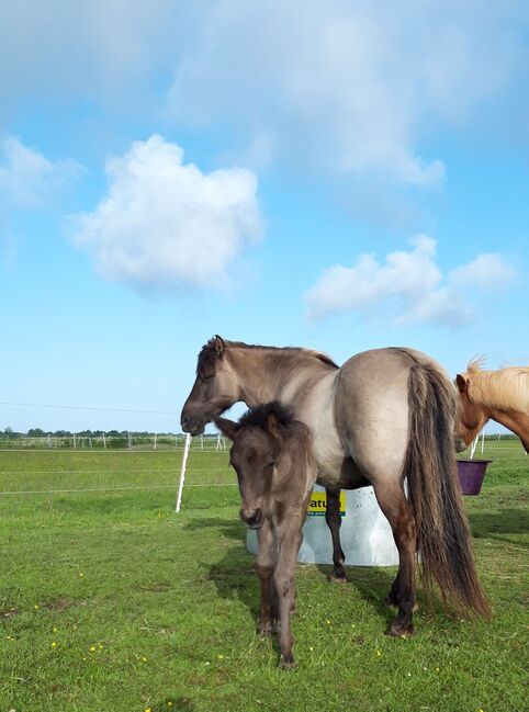 Jährling von Odinn vom Habichtswald, Marion Rethwisch, Horses For Sale, Nieblum, Image 5