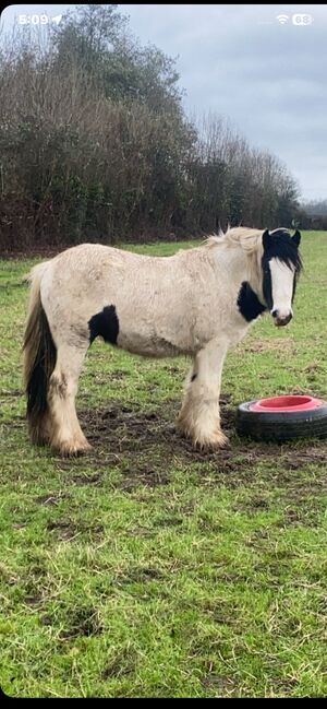 Yearling colt, Trevor thompson, Horses For Sale, Carlow