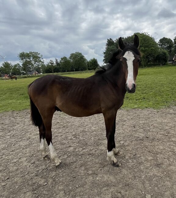 Jährling von Fidano, Nane , Horses For Sale, Neuenkirchen, Image 2