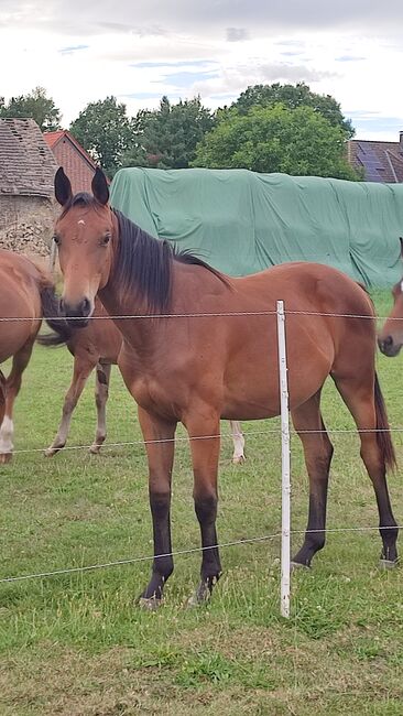 Jährling Stute Bonds x Finest aus Prämienstute, Daniela, Horses For Sale, Oebisfelde, Image 2