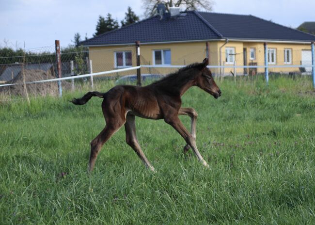 Jährlings Stute von By your side x Bretton Woods, LisaMarie, Horses For Sale, Stendal, Image 4