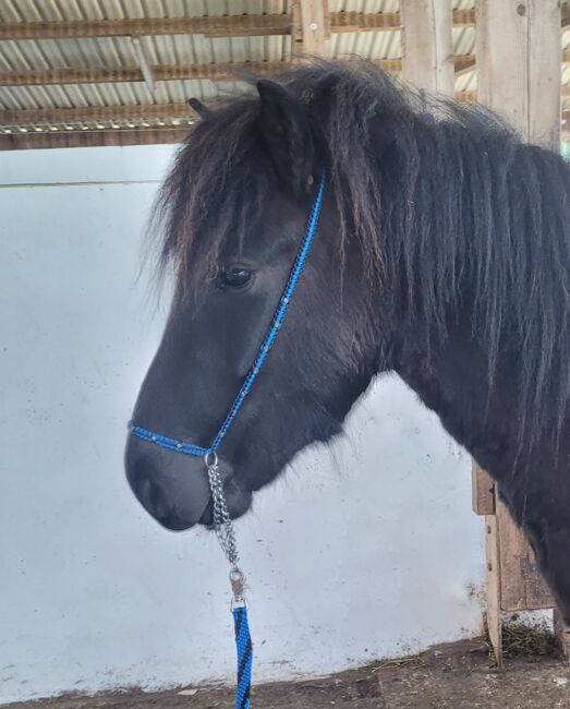 Show-Halfter Jährling blau/schwarz mit silbernen Perlen verziert, Show-Halfter Jährling, Una (Horse-design), Halters, Rot am See