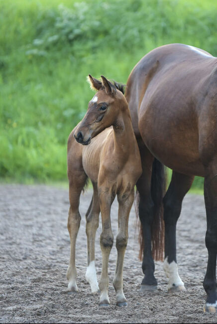 Jährling, Hengst, Allrounder für Sport und Familie, Tine Hüttenberger, Horses For Sale, Buseck, Image 3