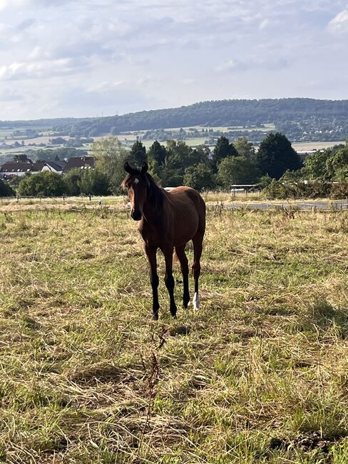 Jährling, Hengst, Allrounder für Sport und Familie, Tine Hüttenberger, Horses For Sale, Buseck