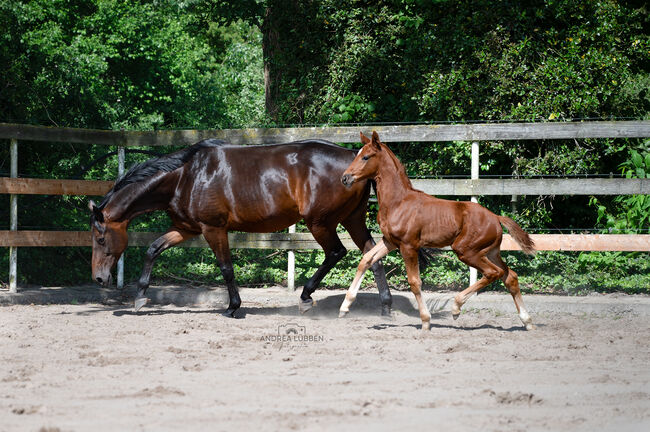 Jährlingshengst, Britta , Horses For Sale, Nordhorn, Image 3