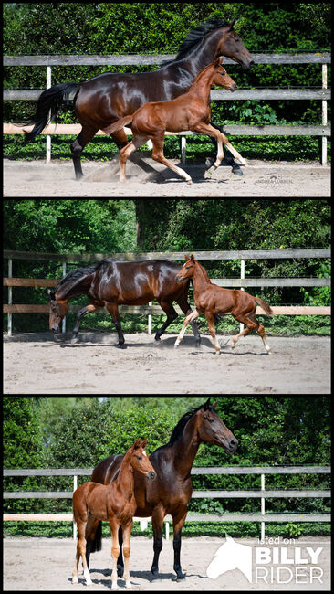 Jährlingshengst, Britta , Horses For Sale, Nordhorn, Image 4