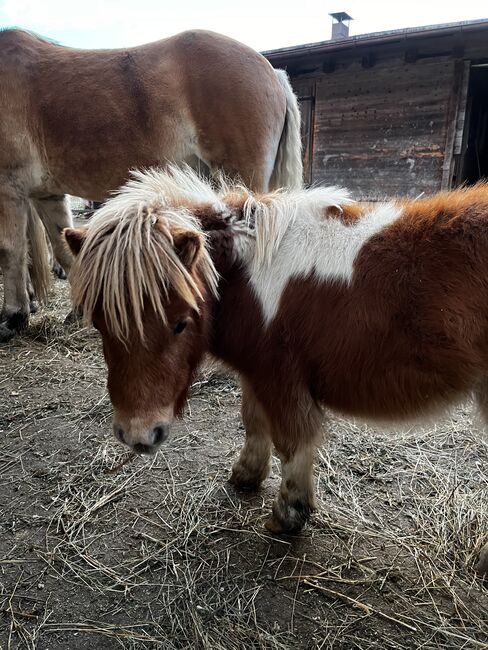 Jährlingshengst top abstammung, Eva, Horses For Sale, Leutasch, Image 2