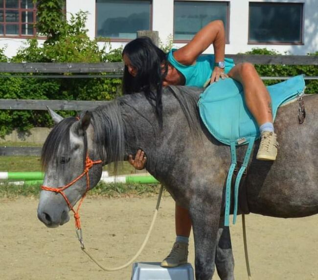 Junger Berber, Rappschimmel, 1,50, Giovanna Göschl , Horses For Sale, Jánossomorja, Image 16