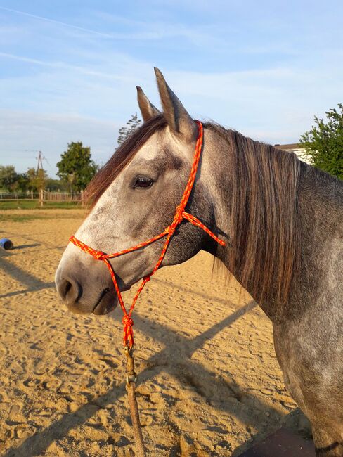 Junger Berber, Rappschimmel, 1,50, Giovanna Göschl , Horses For Sale, Jánossomorja