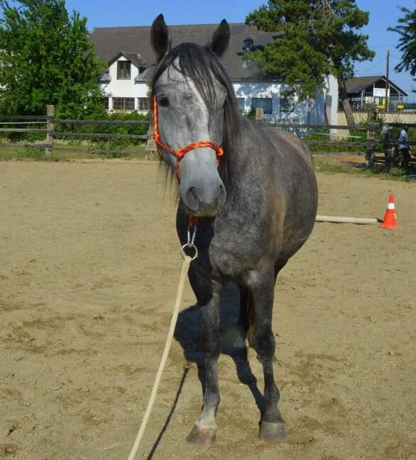 Junger Berber, Rappschimmel, 1,50, Giovanna Göschl , Horses For Sale, Jánossomorja, Image 12