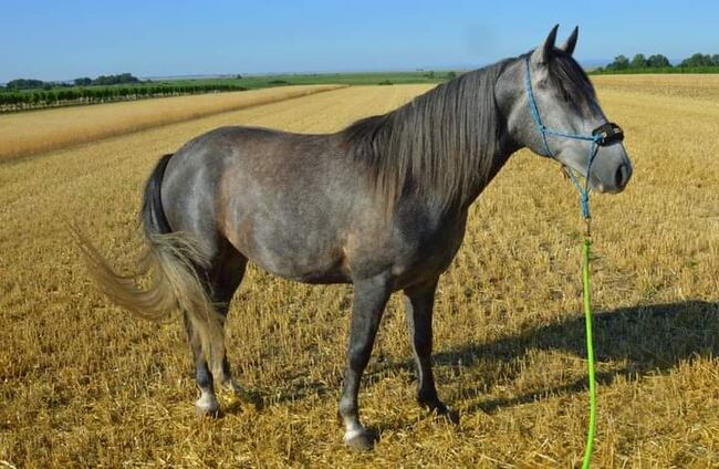 Junger Berber, Rappschimmel, 1,50, Giovanna Göschl , Horses For Sale, Jánossomorja, Image 11