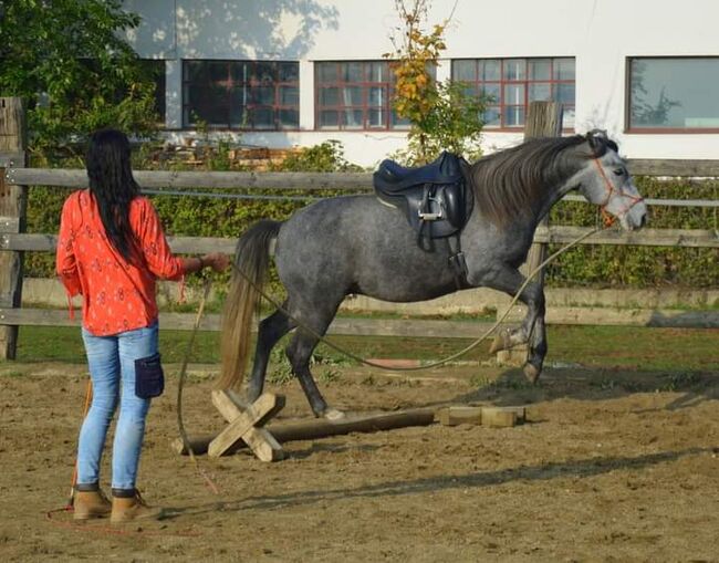 Junger Berber, Rappschimmel, 1,50, Giovanna Göschl , Horses For Sale, Jánossomorja, Image 4