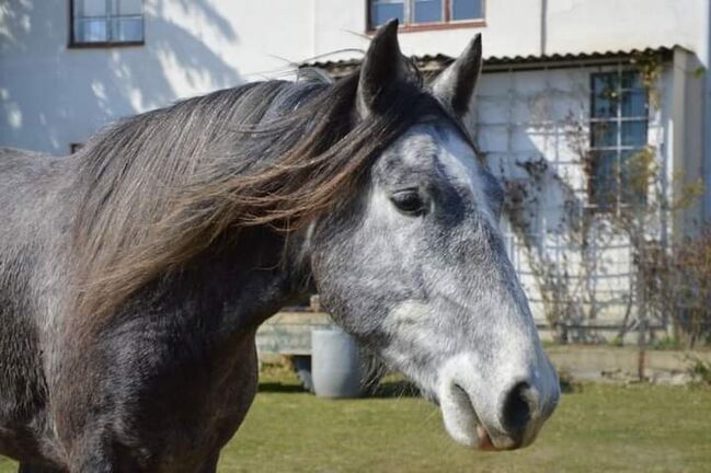 Junger Berber, Rappschimmel, 1,50, Giovanna Göschl , Horses For Sale, Jánossomorja, Image 7