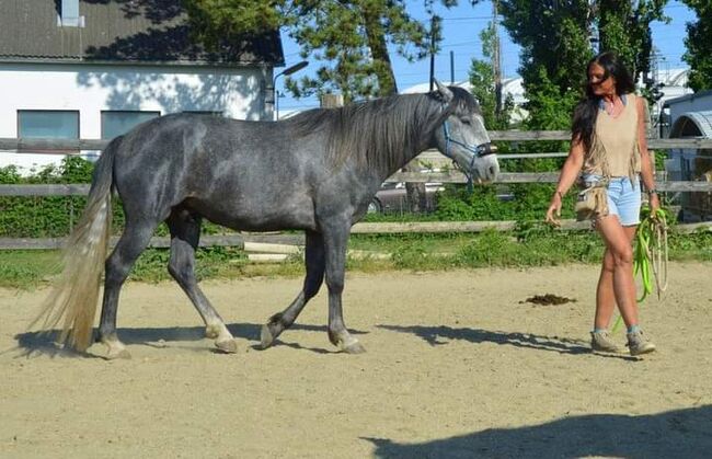 Junger Berber, Rappschimmel, 1,50, Giovanna Göschl , Horses For Sale, Jánossomorja, Image 8