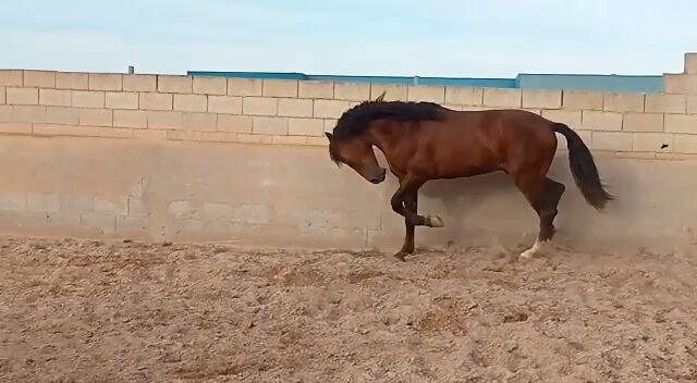 Junger schicker PRE Wallach, Traumpferd PRE  (Traumpferd PRE ), Horses For Sale, Friesenhagen , Image 8