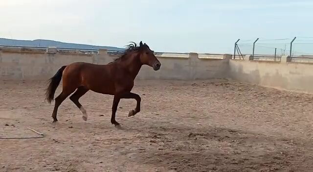 Junger schicker PRE Wallach, Traumpferd PRE  (Traumpferd PRE ), Horses For Sale, Friesenhagen , Image 3