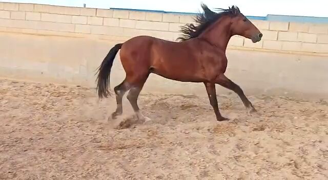 Junger schicker PRE Wallach, Traumpferd PRE  (Traumpferd PRE ), Horses For Sale, Friesenhagen , Image 9