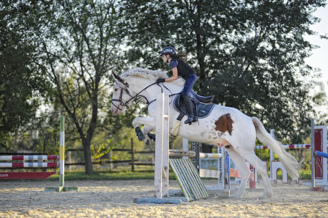 junger Wallach für den ambitionierten Freizeitreiter, Lucy, Horses For Sale, Wallern, Image 5