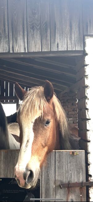 Jung Wallach, Gypsie , Horses For Sale, Heiligenkreuz Im Lafnitztal, Image 2