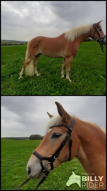 Junger haflinger, J.k, Horses For Sale, Bernbeuren, Image 3