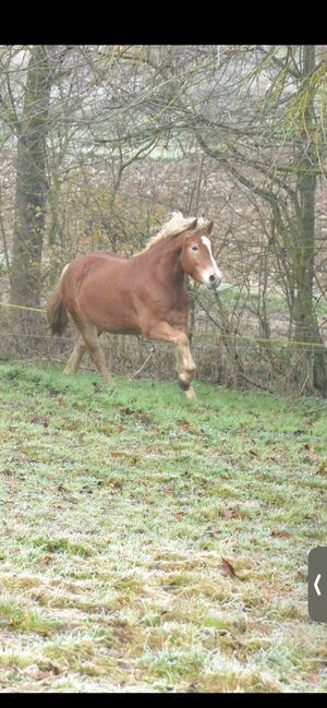 Nachwuchshaflinger mit Top Abstammung sucht neues Zuhause, F.L, Horses For Sale, Würzburg, Image 4