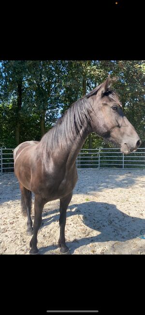 Jungpferd, Schoolmann , Horses For Sale, Hinte, Image 3