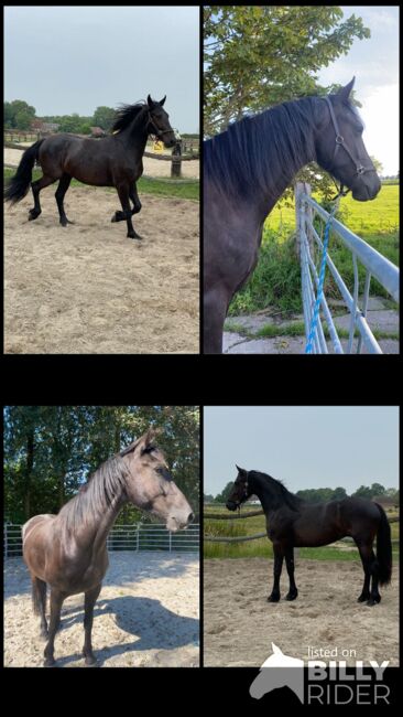 Jungpferd, Schoolmann , Horses For Sale, Hinte, Image 5