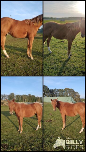 Jungpferd Stute, Wilma Wildfang, Horses For Sale, Königswartha, Image 7