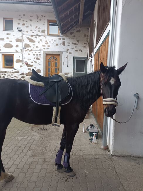 Junge Freizeitstute, Annalena Riegler , Horses For Sale, Allerheiligen , Image 4