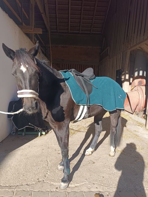 Junge Freizeitstute, Annalena Riegler , Horses For Sale, Allerheiligen , Image 5