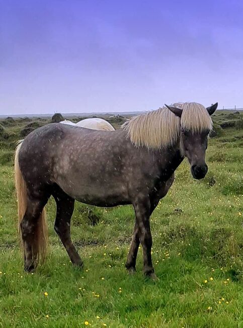 Jungstute in schicke Jacke für Zucht und Freizeit, ausIsland, Ursula Richard, Horses For Sale, Ihlienworth, Image 2