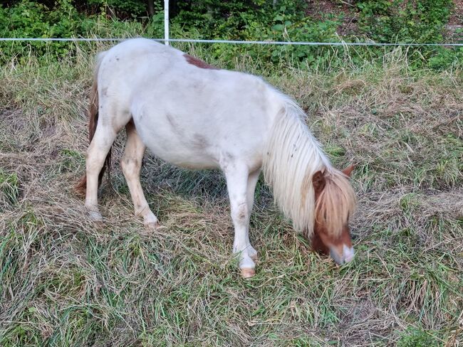 Jungstute Schecke Original Shetland, Nadine  (Shettyzucht Frechdachs ), Horses For Sale, Heringen