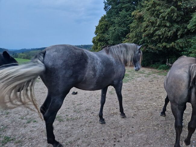 Jungstute sucht neuen Mensch fürs Leben, Janine , Horses For Sale, Radevormwald , Image 2