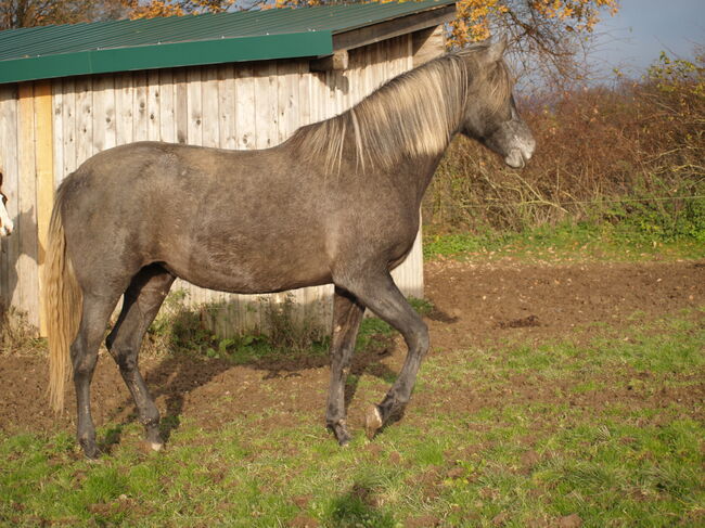 Jungstute sucht neuen Mensch fürs Leben, Janine , Horses For Sale, Radevormwald , Image 9