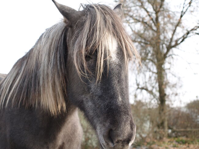 Jungstute sucht neuen Mensch fürs Leben, Janine , Horses For Sale, Radevormwald , Image 7