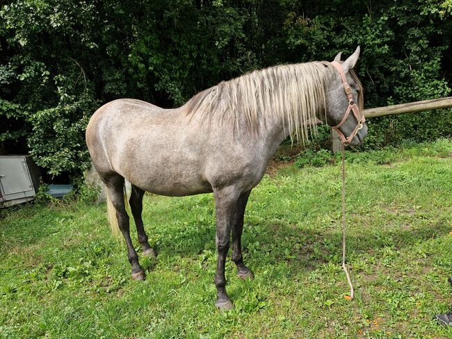 Jungstute sucht neuen Mensch fürs Leben, Janine , Horses For Sale, Radevormwald , Image 4