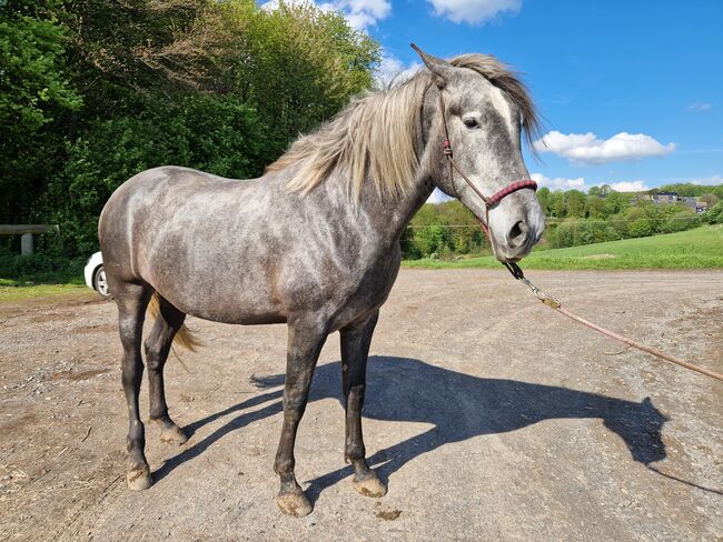 Jungstute sucht neuen Mensch fürs Leben, Janine , Horses For Sale, Radevormwald , Image 13