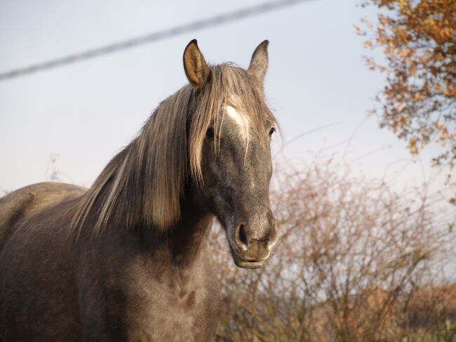 Jungstute sucht neuen Mensch fürs Leben, Janine , Horses For Sale, Radevormwald 