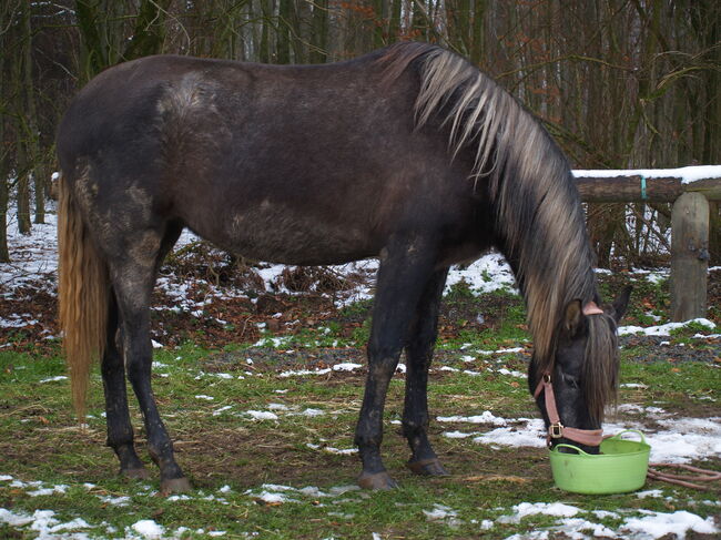 Jungstute sucht neuen Mensch fürs Leben, Janine , Horses For Sale, Radevormwald , Image 6