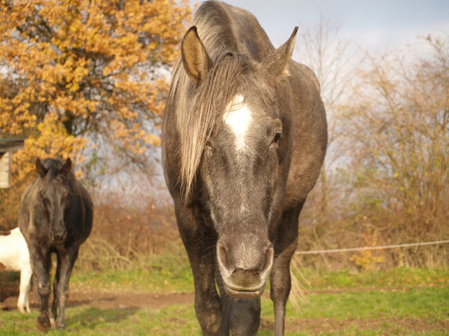 Jungstute sucht neuen Mensch fürs Leben, Janine , Horses For Sale, Radevormwald , Image 10