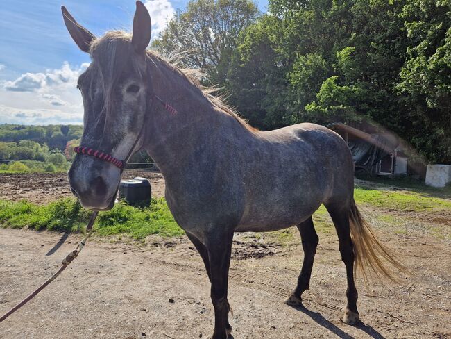 Jungstute sucht neuen Mensch fürs Leben, Janine , Horses For Sale, Radevormwald , Image 12