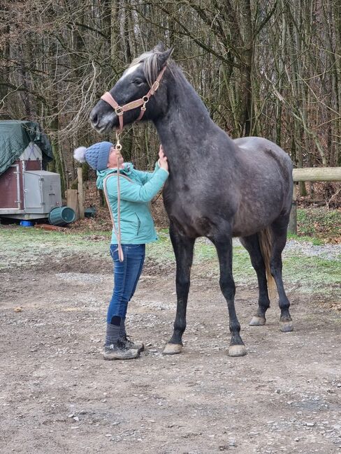 Jungstute sucht neuen Mensch fürs Leben, Janine , Horses For Sale, Radevormwald , Image 5