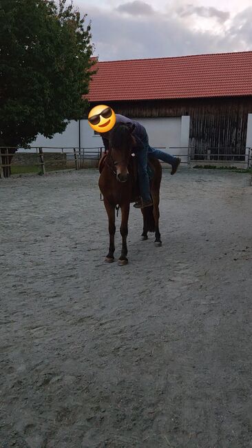 Jungpony zum weiter ausbilden!, Barbara Granig, Horses For Sale, Unterwart, Image 4