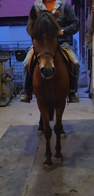 Jungpony zum weiter ausbilden!, Barbara Granig, Horses For Sale, Unterwart, Image 5
