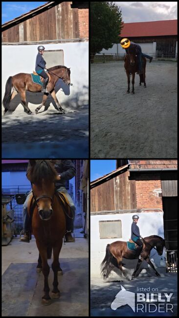 Jungpony zum weiter ausbilden!, Barbara Granig, Horses For Sale, Unterwart, Image 11