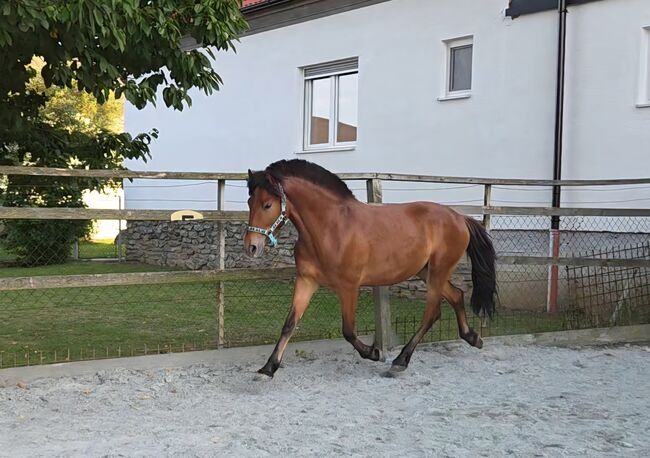 Jungpony zum weiter ausbilden!, Barbara Granig, Horses For Sale, Unterwart, Image 3