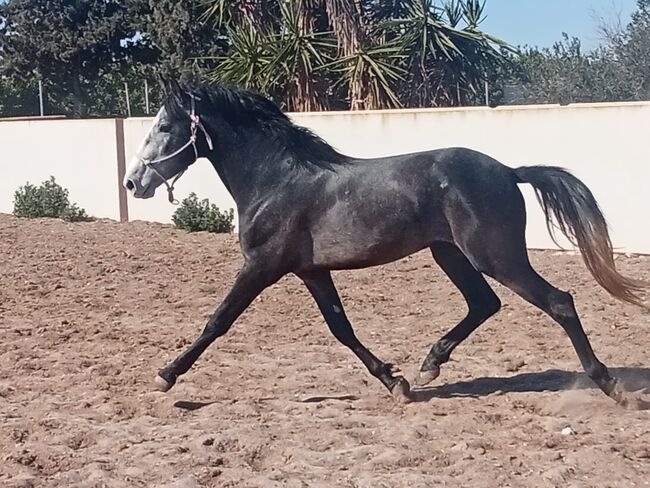 Junger PRE, Traumpferd PRE  (Traumpferd PRE ), Horses For Sale, Friesenhagen , Image 3