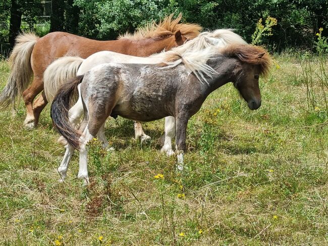 Junghengst American Miniature Horse Pintaloosa, Nadine  (Shettyzucht Frechdachs ), Horses For Sale, Heringen