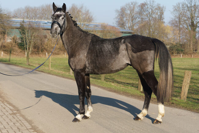 Junger braver Oldenburger Freizeit pferd Umsteiger pferd, Farina, Horses For Sale, Bramsche, Image 4