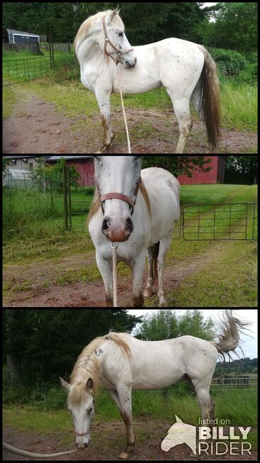 Jungspund - 4jähriger PRE/Appaloosa Tigerschecke Wallach, Julia Schneider, Horses For Sale, Weiskirchen, Image 4